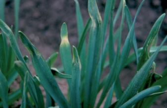 An example of frost damage in narcissus
